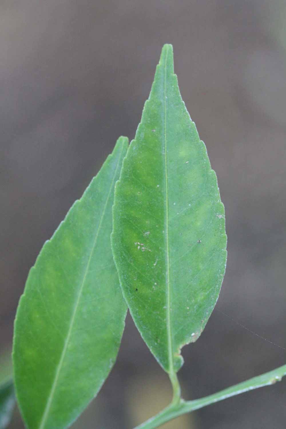               Unifoliolate leaf (Avana Apireno, Riverside,   CA)       